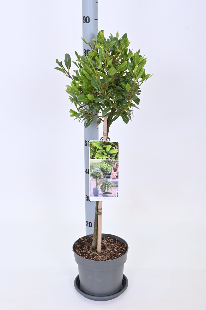 Picture of Laurus nobilis Bay Junior P19 (3 Ltr) 50/STD