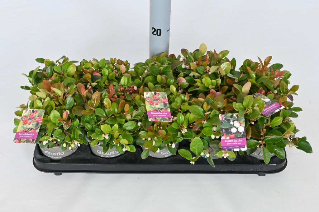 Gaultheria procumbens