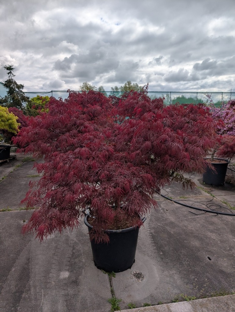 Acer pal. Garnet