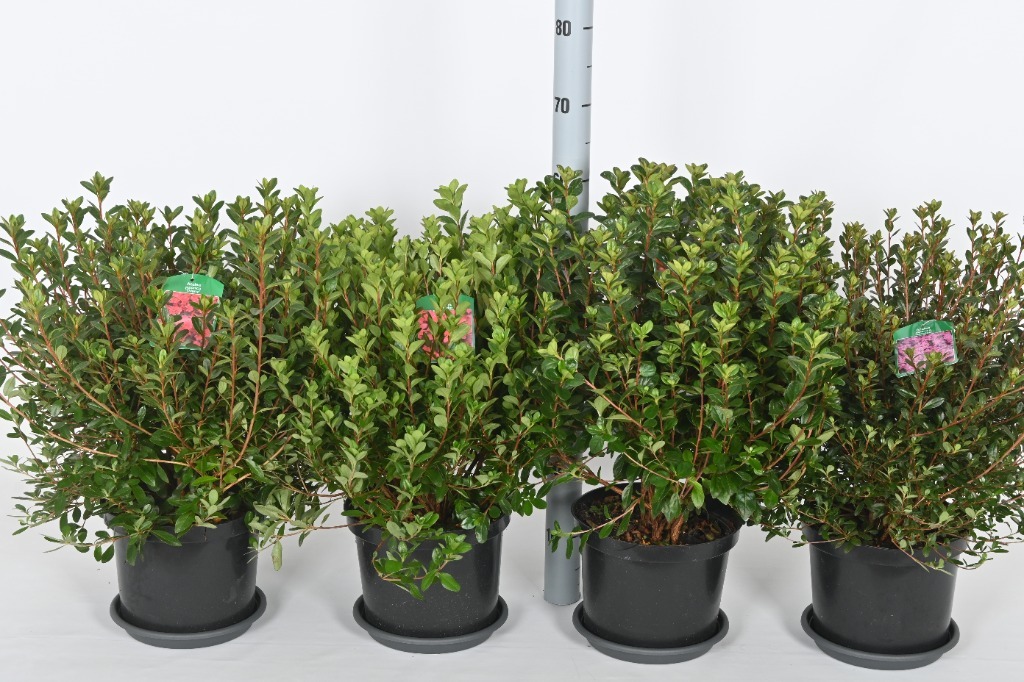 Picture of Trolley Deal 2024 Rhododendron japonica (Azalea japonica) in varieties P23 (5 Ltr) F.O. (164)