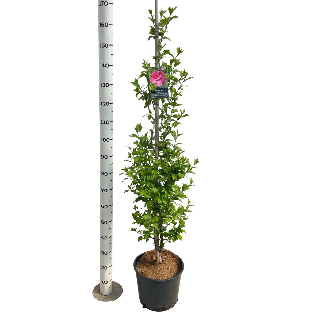 Hibiscus syr. Flower Tower Ruby