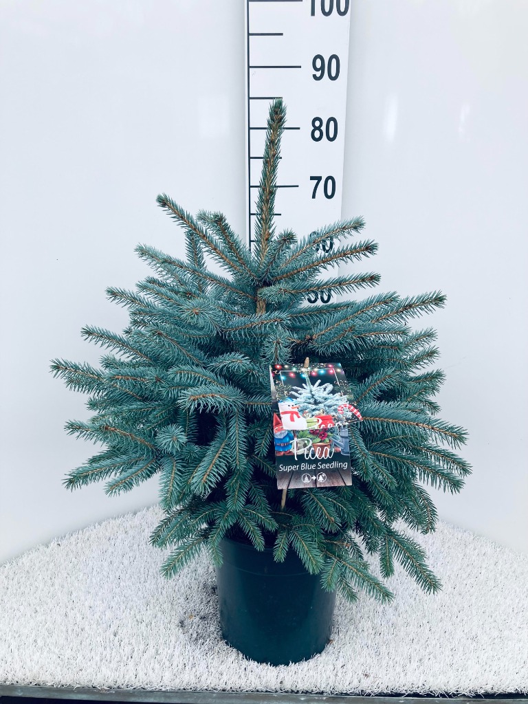 Picture of Picea pungens Super Blue P26 (7.5 Ltr) 50/60-POTGROWN