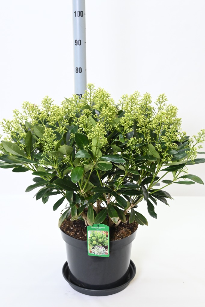 Picture of Skimmia jap. Finchy P30 (12 Ltr) FULLY-BUDDED