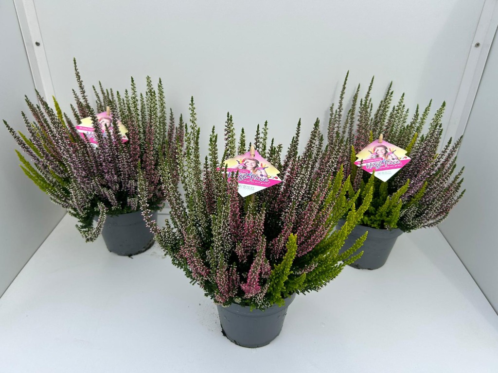 Obrázek Calluna Beauty Ladies High Five® P13