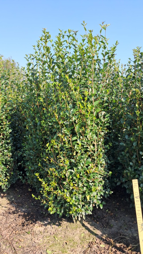 Picture of Ligustrum ovalifolium ROOTBALL/JUTE 175/200CM