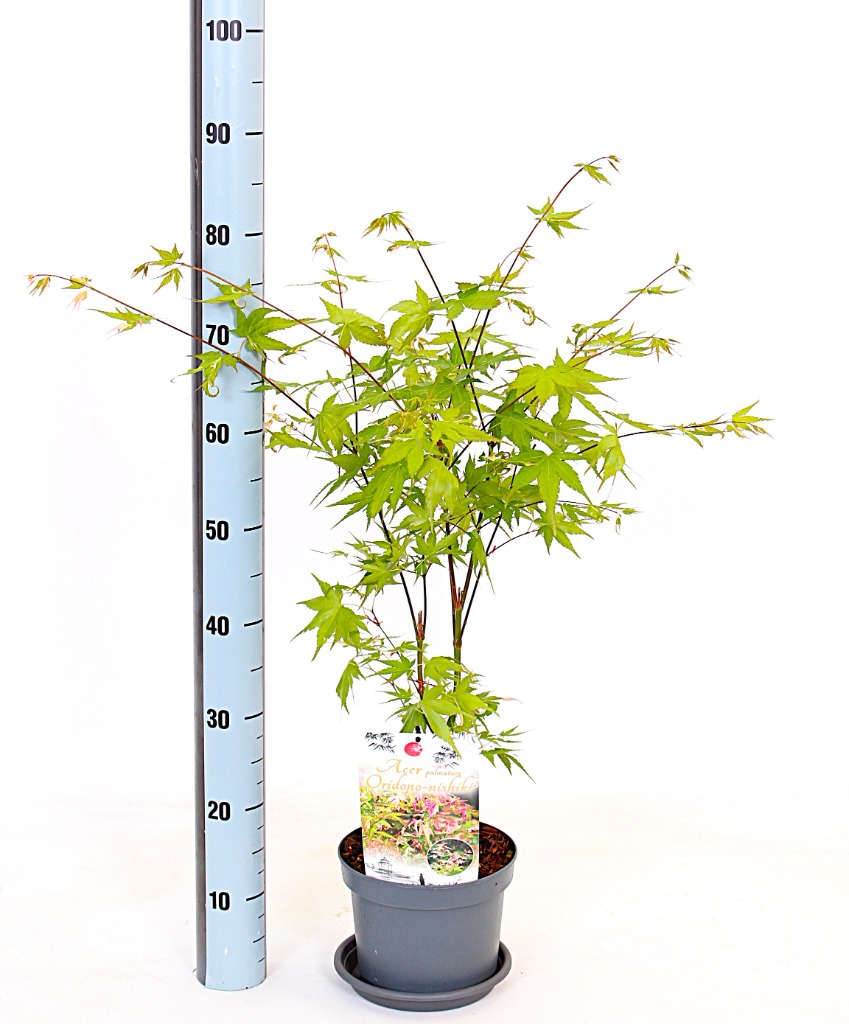 Acer pal. Oridono-nishiki