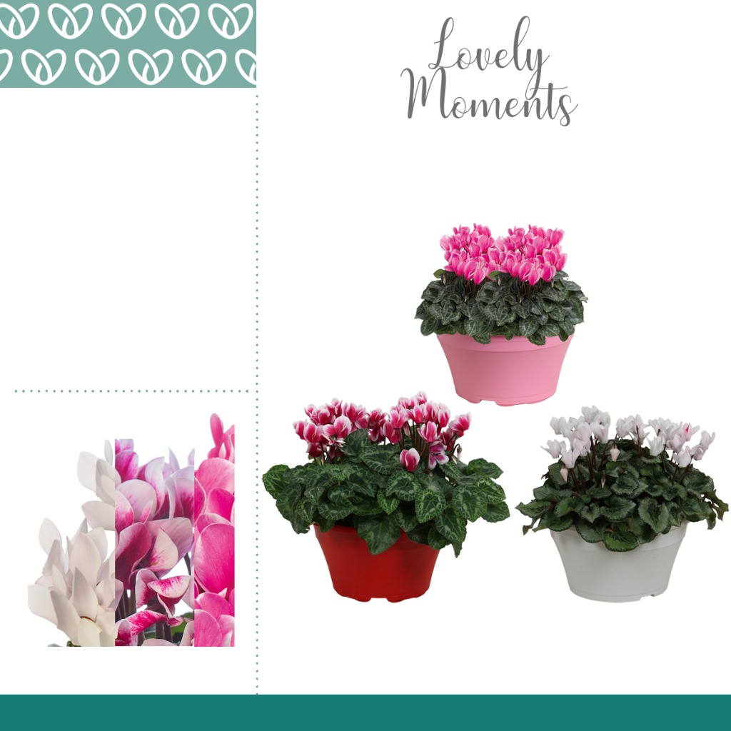 Picture of Trolley Deal 2024 Cyclamen Lovely Moments in varieties Bowl  22 CM S9