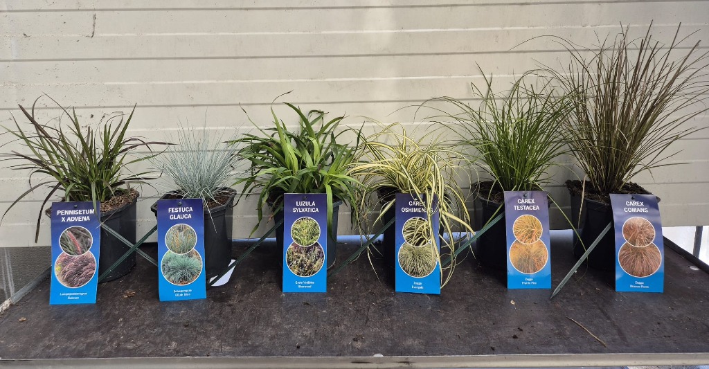 Grasses in varieties