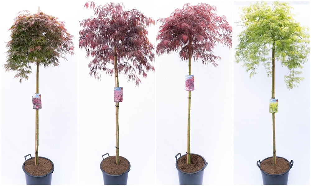 Acer pal. in varieties