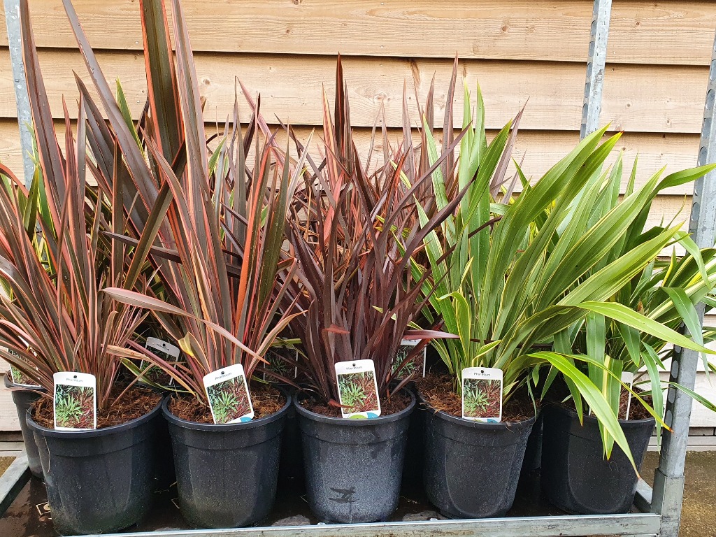 Picture of Phormium tenax in 5 varieties P25-(7-LTR)