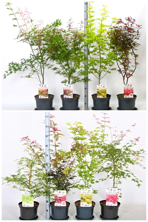 Picture of Trolley Deal 2024 Acer palmatum in varieties P23 (5 Ltr) and P26 (7.5 Ltr) F.O. (042)