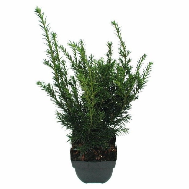 Picture of Taxus media Groenland P17 (2 Ltr) Square