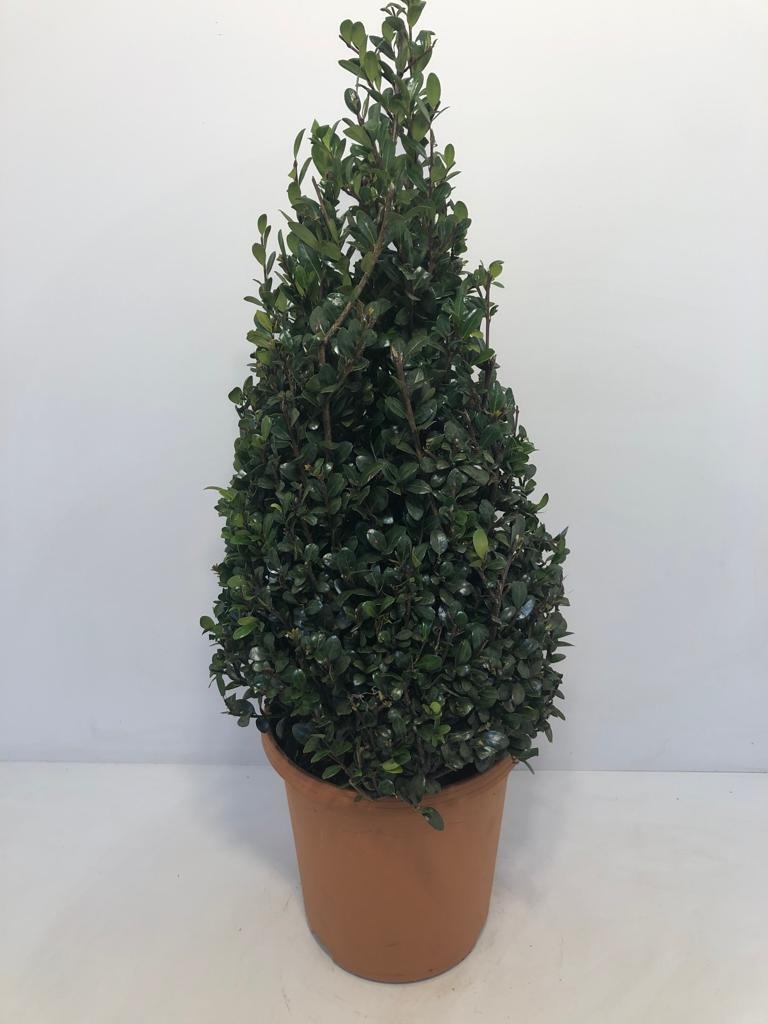 Picture of Ilex cren. Caroline Upright P26 (7.5 Ltr) 50/60-PYR