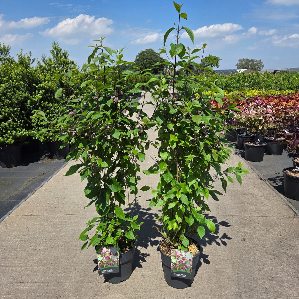 Callicarpa bod. Profusion