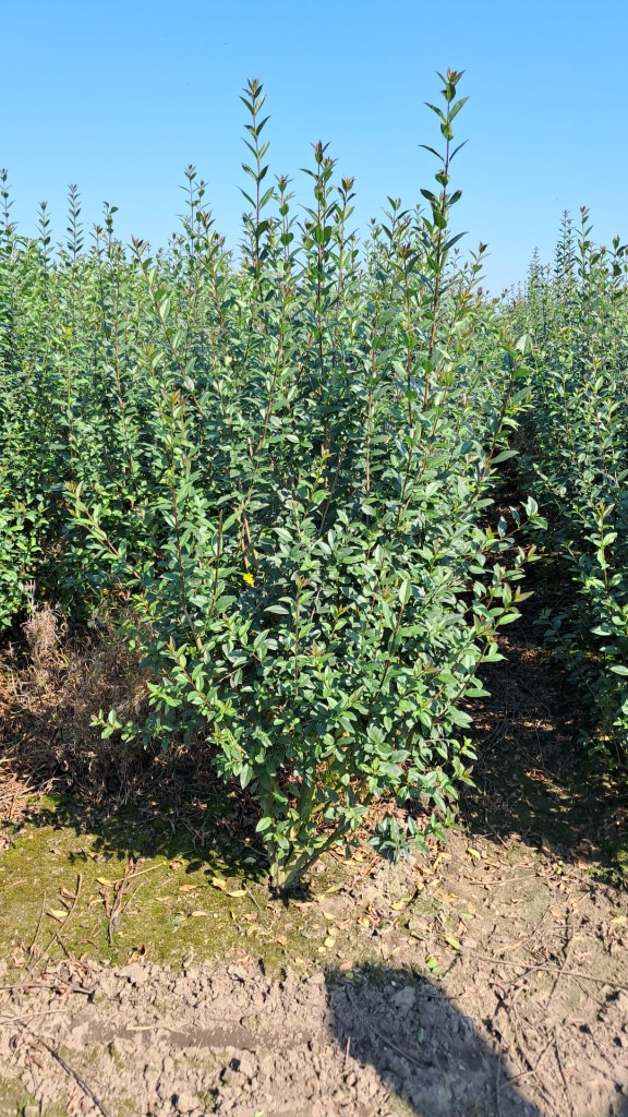 Picture of Ligustrum vulg. Atrovirens ROOTBALL/JUTE 120/140CM