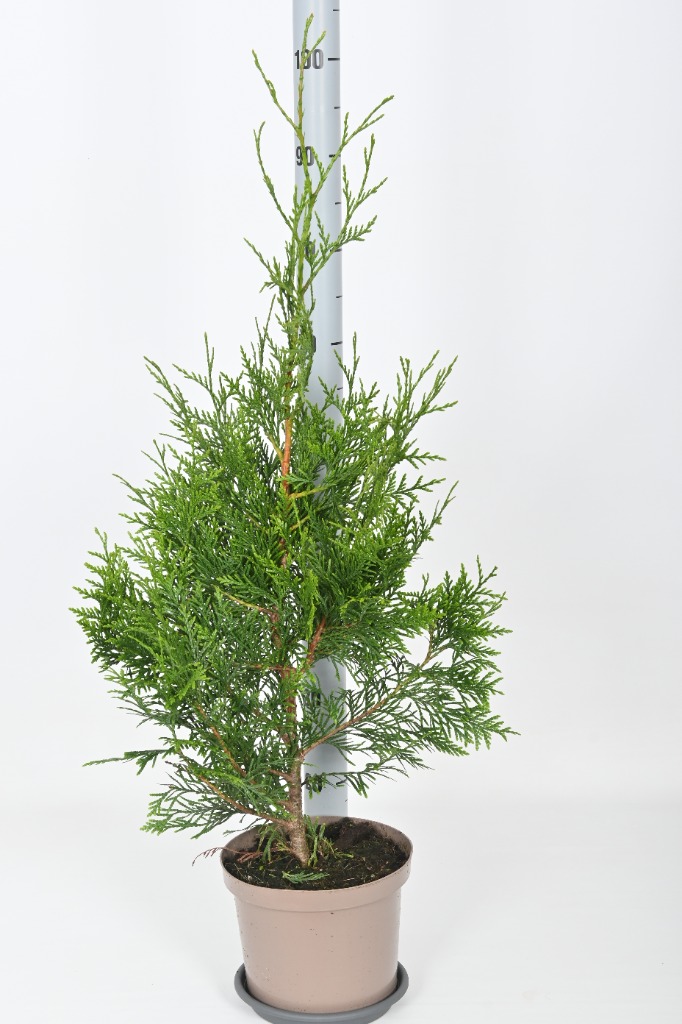 Picture of Thuja plicata Excelsa P23 (5 Ltr) 80/100