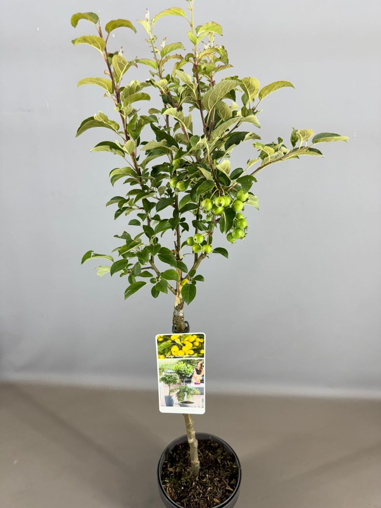 Picture of Malus Golden Hornet P19 (3 Ltr)