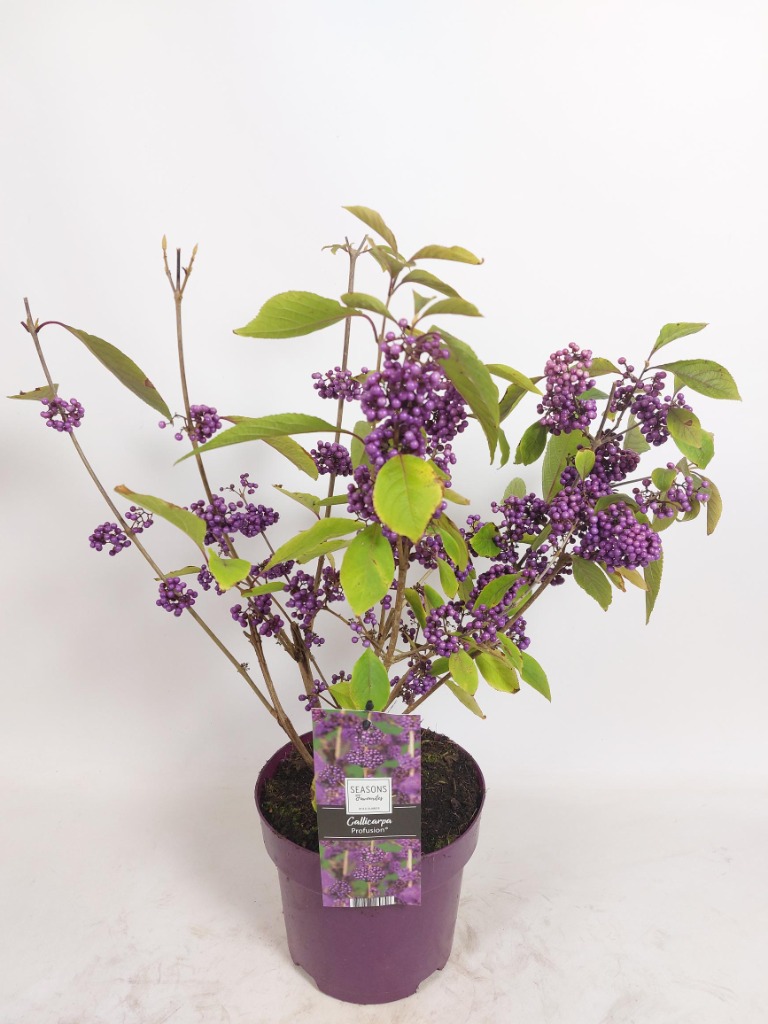 Picture of Callicarpa bodinieri Profusion P19 (3 Ltr)