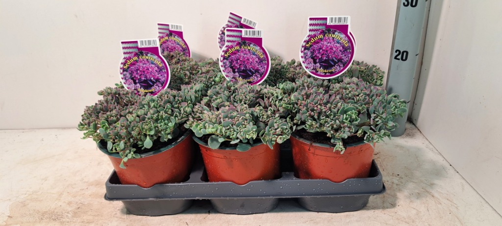 Picture of Sedum cauticola Lidakense P15