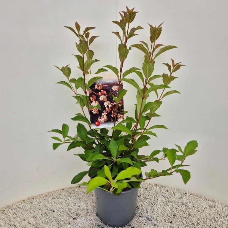 Picture of Viburnum farreri P18 (2.5 Ltr) 50-60CM