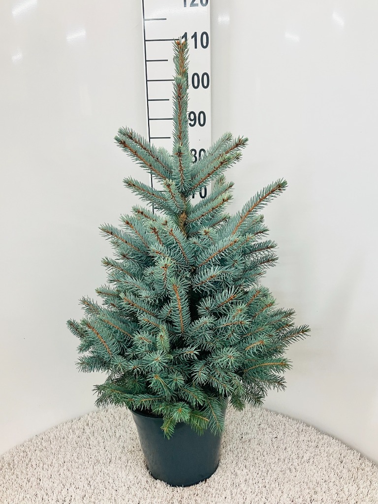 Picture of Picea pungens Super Blue P27 (7.5 Ltr) 80/100-INCL/POT-POTTED