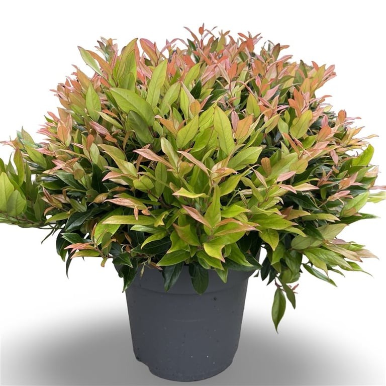 Picture of Leucothoe axillaris Zeblid P31-(12-LTR) 40/60CM