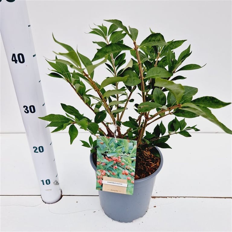 Picture of Euonymus alatus P18 (2.5 Ltr) 25/30CM