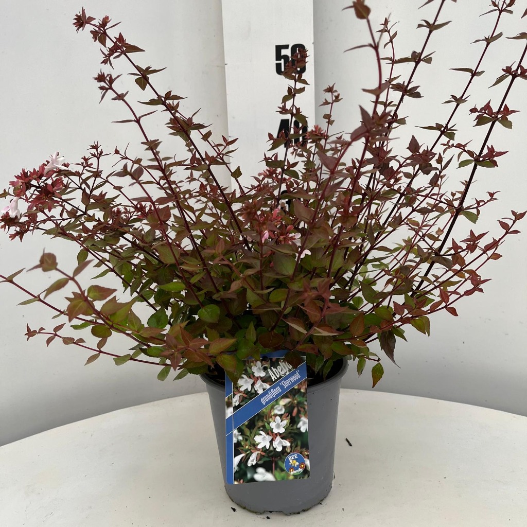 Billede af Abelia grandiflora Sherwood P17 (2 Ltr)