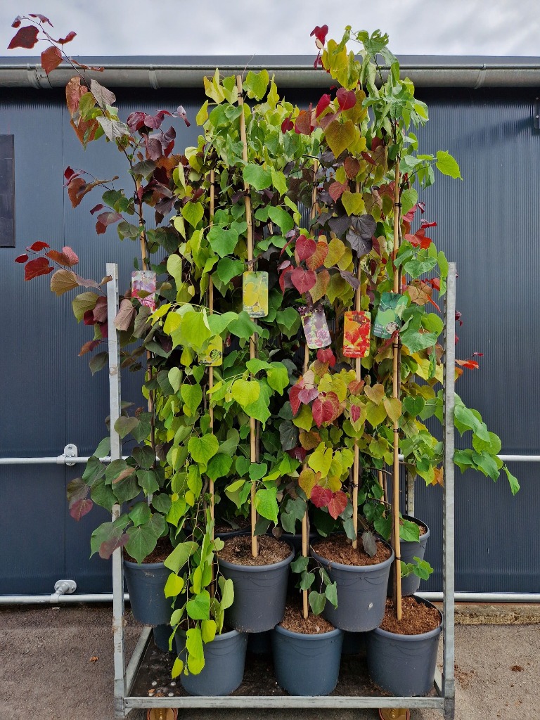 Picture of Trolley Deal 2024 Cercis in 10 varieties P34 (18 Ltr) F.O (028)