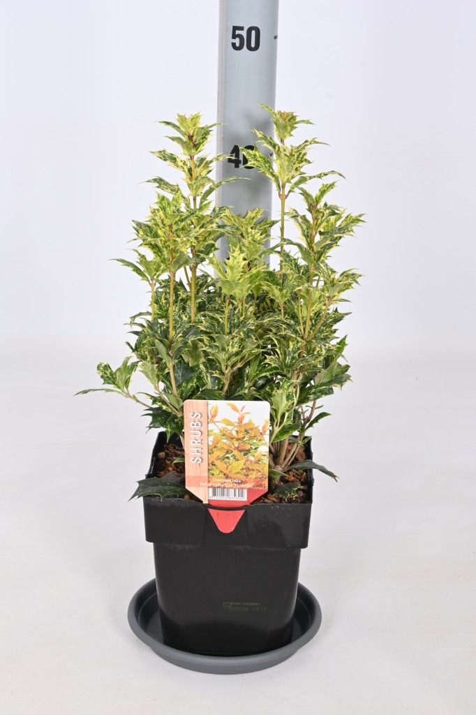 Picture of Osmanthus heterophyllus Goshiki P17 (2 Ltr) Square