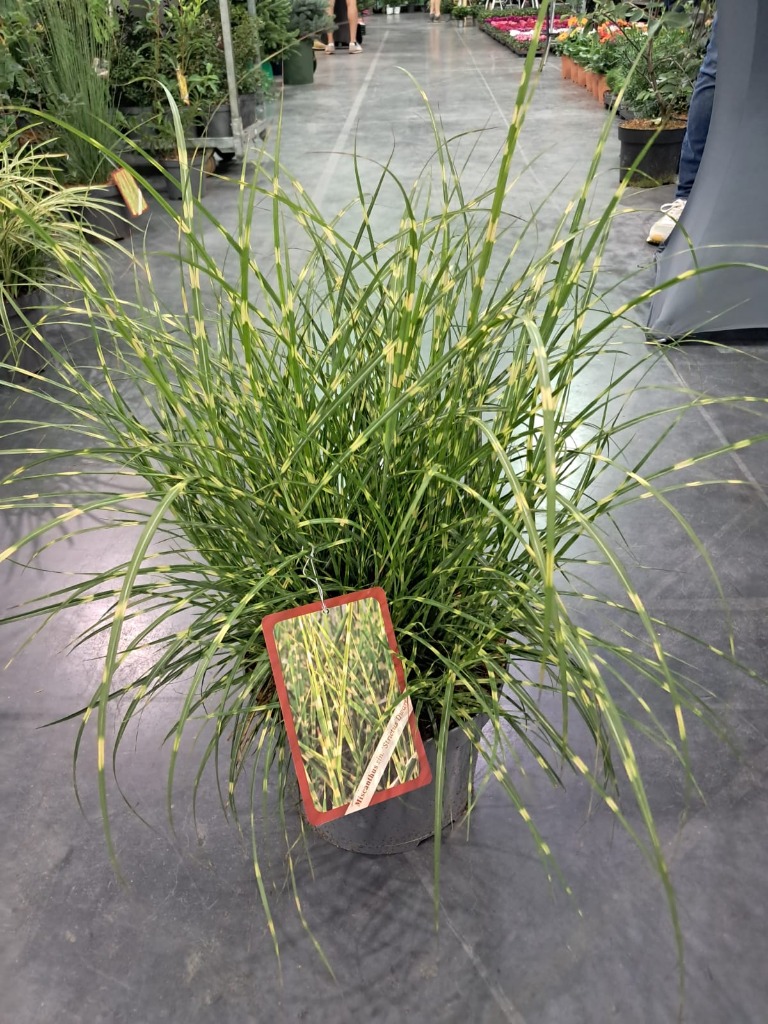 Picture of Trolley Deal 2024 Miscanthus Strictus Dwarf P26 (7.5 Ltr) A8