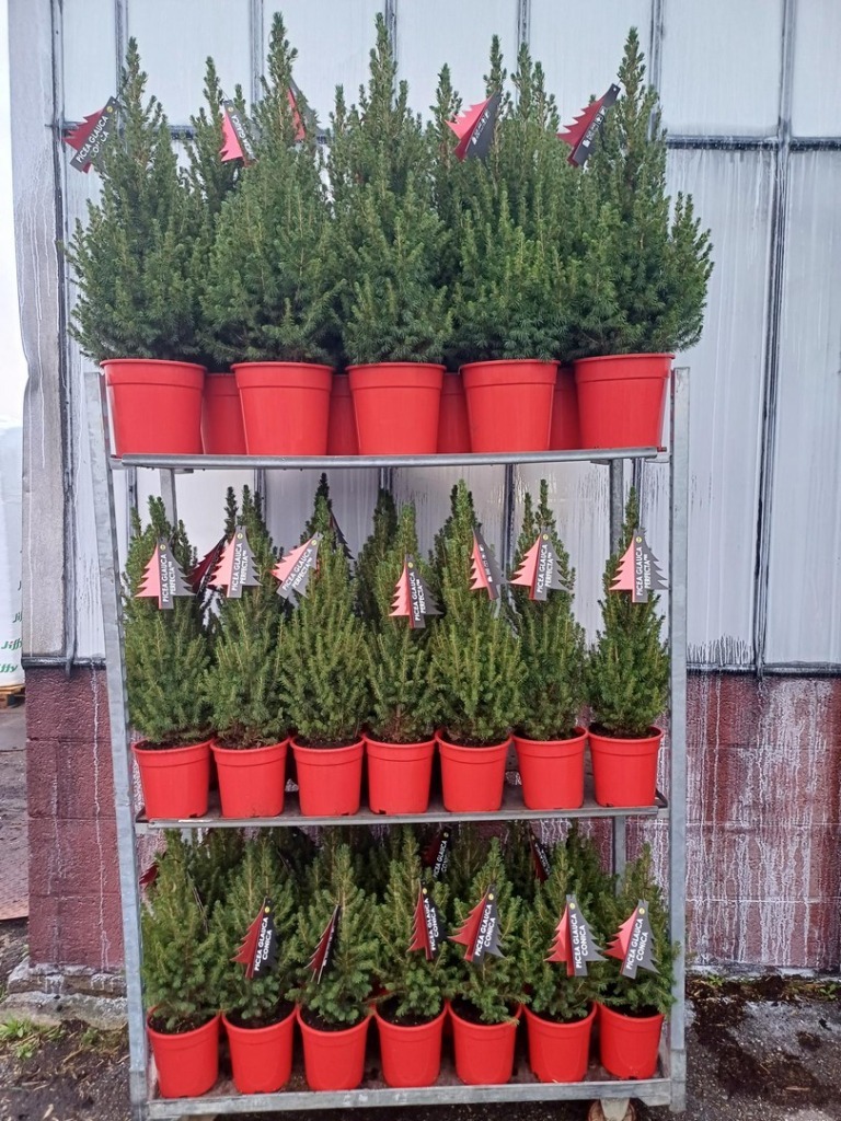 Picture of Trolley Deal 2024 Picea conica/perfecta in mix sizes