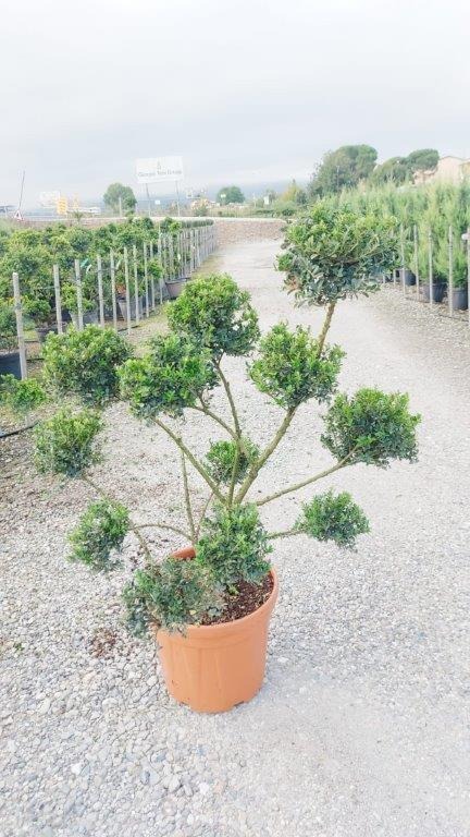 Picture of Ilex crenata Kinmee C30 Pompom 100/110