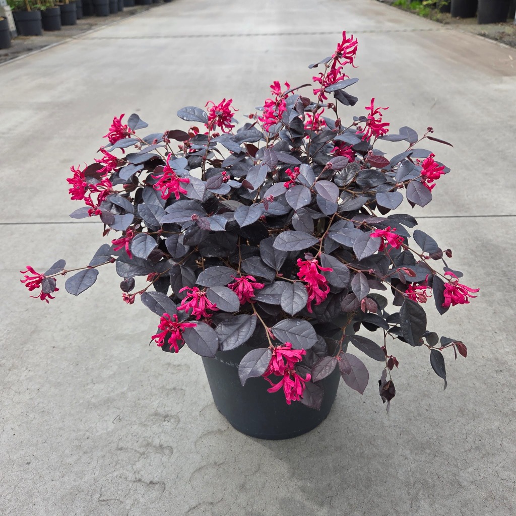 Loropetalum chin. Rouge de la Majorie