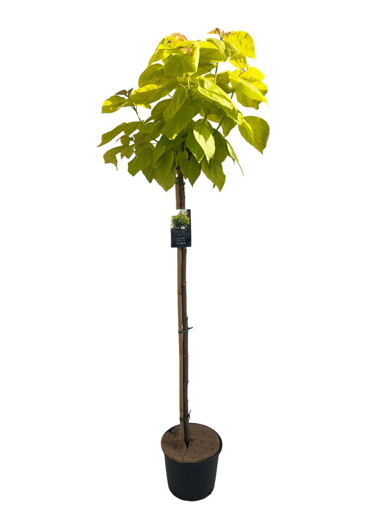 Catalpa big. 'Aurea