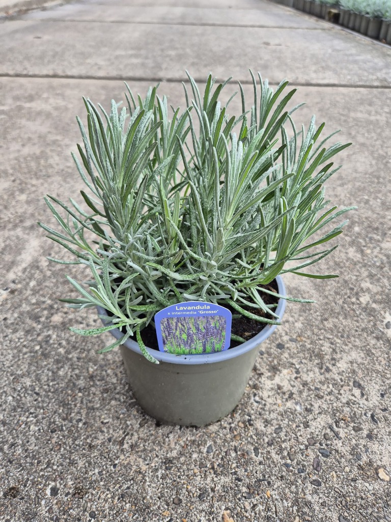 Picture of Lavandula int. Grosso P17 (2 Ltr)