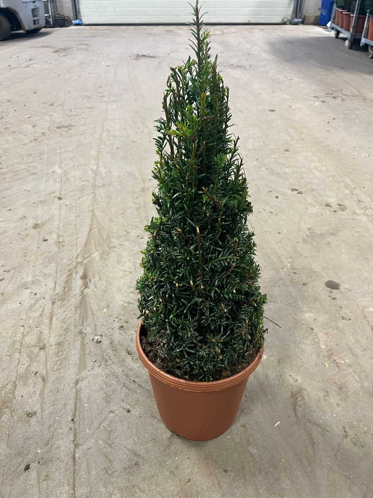 Picture of Taxus Baccata P24 (6 Ltr) 40/50-PYR