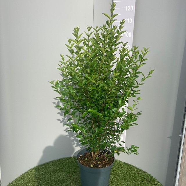 Picture of Ligustrum ovalifolium P30 (12 Ltr) 100/125CM