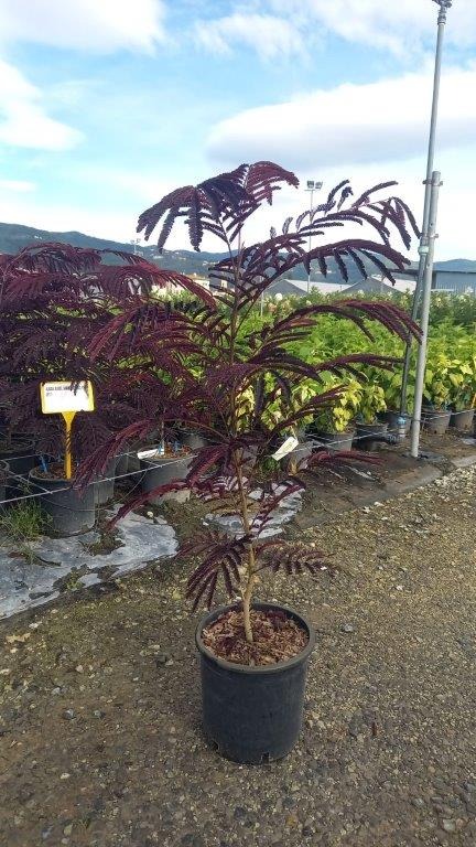 Picture of Albizia julibrissin Summer Chocolate C7 BUSH