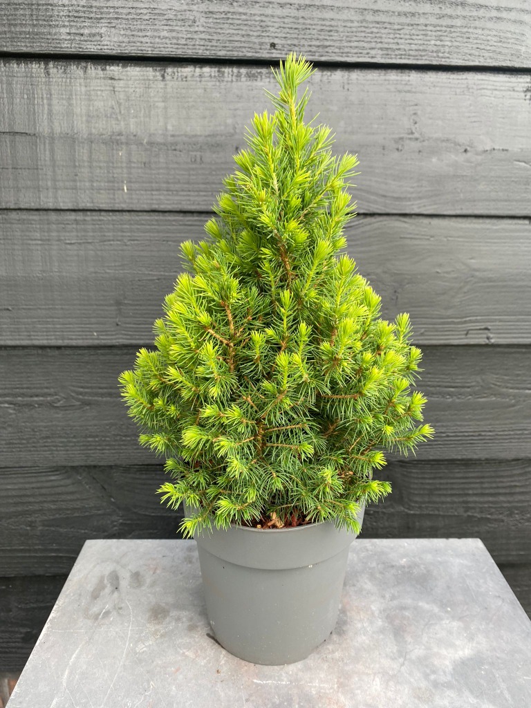 Picture of Picea glauca Perfecta P15