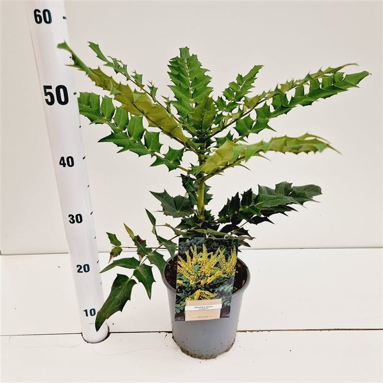 Picture of Mahonia media Charity P18 (2.5 Ltr) 30/40CM