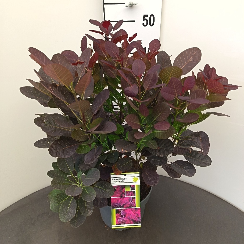 Cotinus cogg. Royal Purple