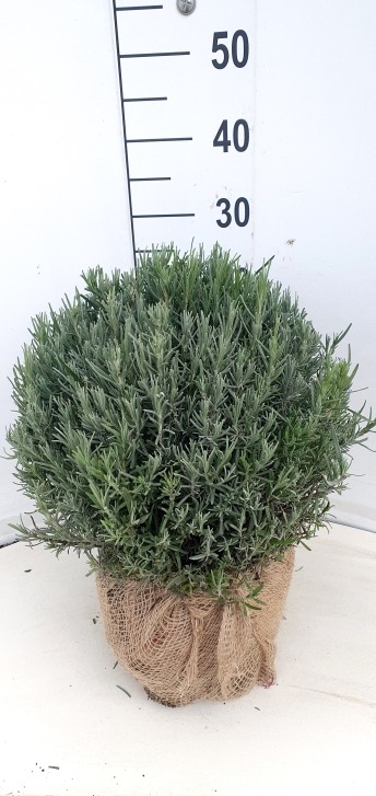 Picture of Lavandula angustifolia Munstead ROOTBALL/JUTE 35/40cm