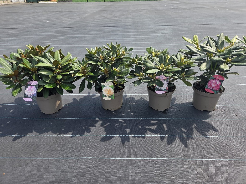 Rhododendron yakushimanum in 4 varieties