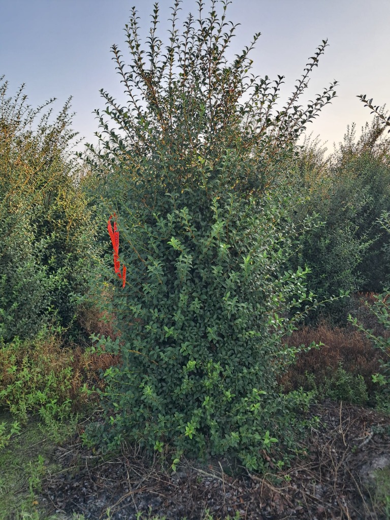 Picture of Osmanthus burkwoodii ROOTBALL 175/200CM