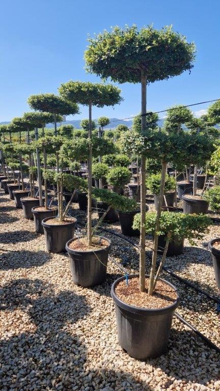 Picture of Ligustrum jonandrum C35 3 Flat + 3 STD 130/150