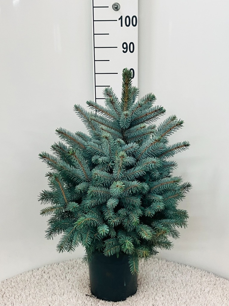 Picture of Trolley Deal 2024 Picea pungens Super Blue P24 (6 Ltr) 60/70 Inc pot Potgrown