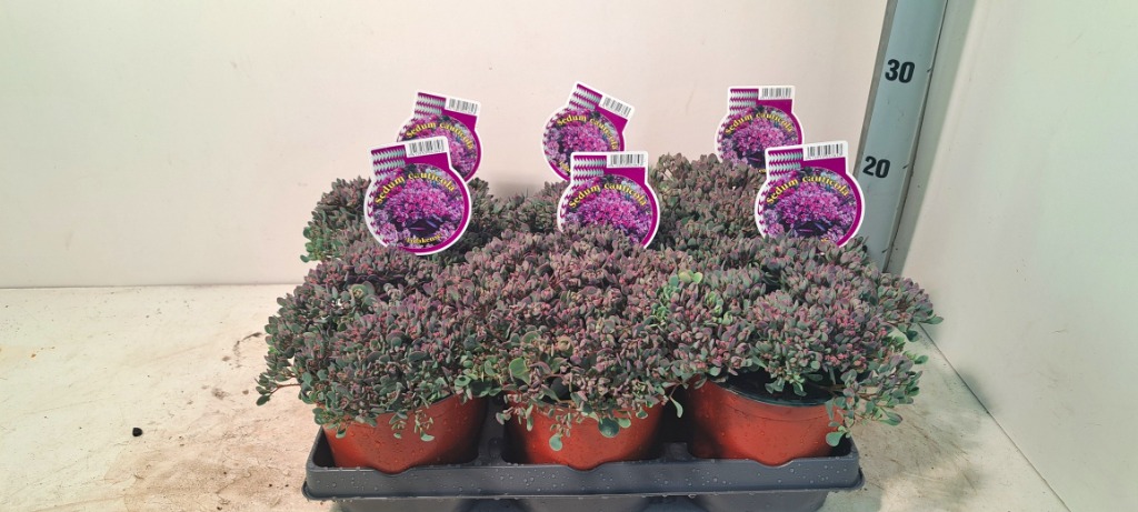 Picture of Sedum cauticola Lidakense P15