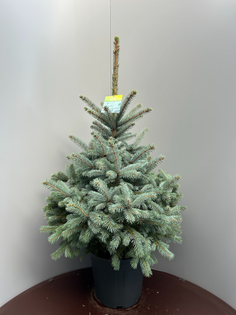 Picea pungens Superblue POTTED