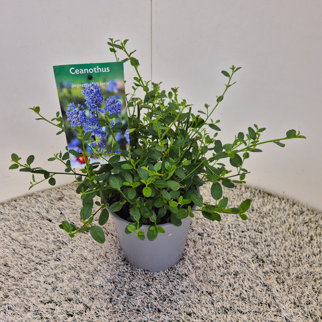 Ceanothus imp. Victoria